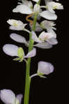 Whorled milkwort